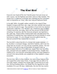 The Kiwi Bird
