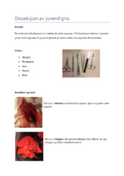 Disseksjon av juvenil gris | Biologi