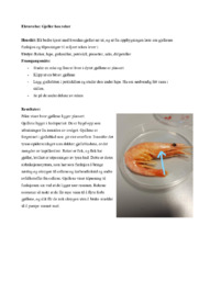 Gjeller hos reker | Biologi oppgaver