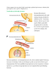 Vann og fettløselige hormoner | Naturfag-stil